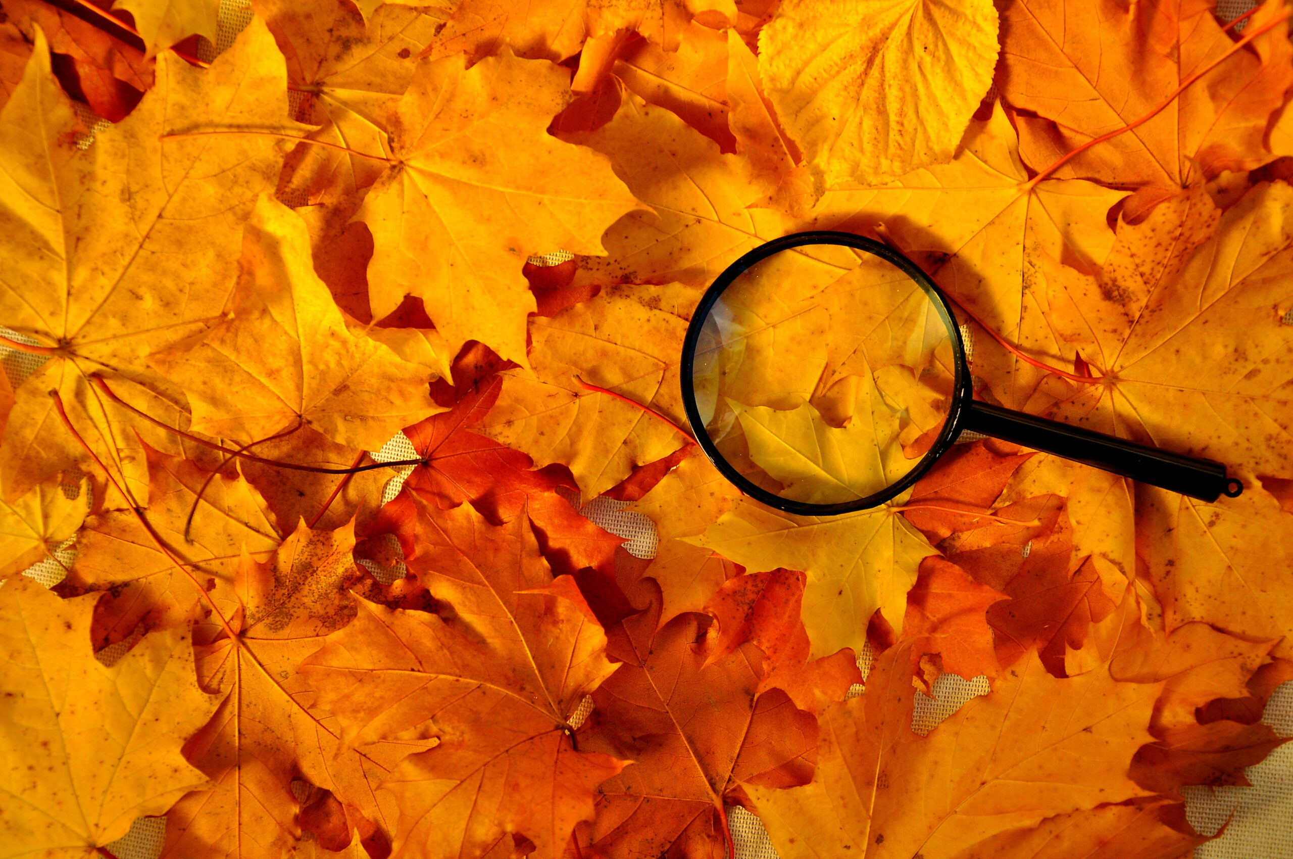 The magnifying glass lies on the yellow, fallen leaves.